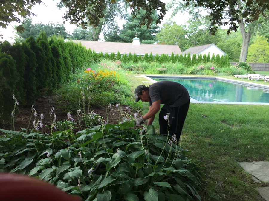 Garden Clean Ups