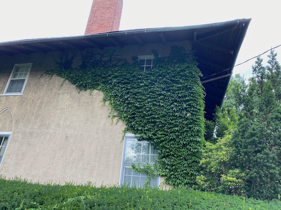 Vine Wall Clean Up